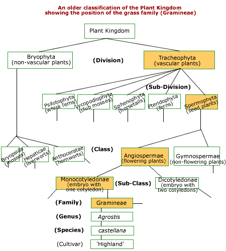 older plant classification 