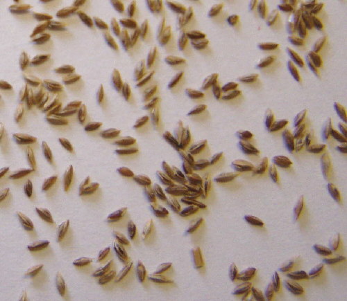 annual meadow grass seed