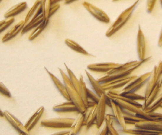 chewings fescue seed