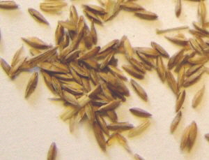 smooth stalked meadow grass seed
